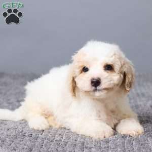 Kaiden, Bich-Poo Puppy